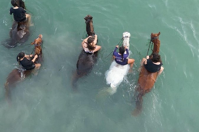 Antigua Horse Ride and Swim - Included Perks That Add Real Value