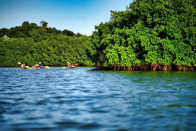 Clear Kayak Tour in Mangrove Antigua - Key points before you go