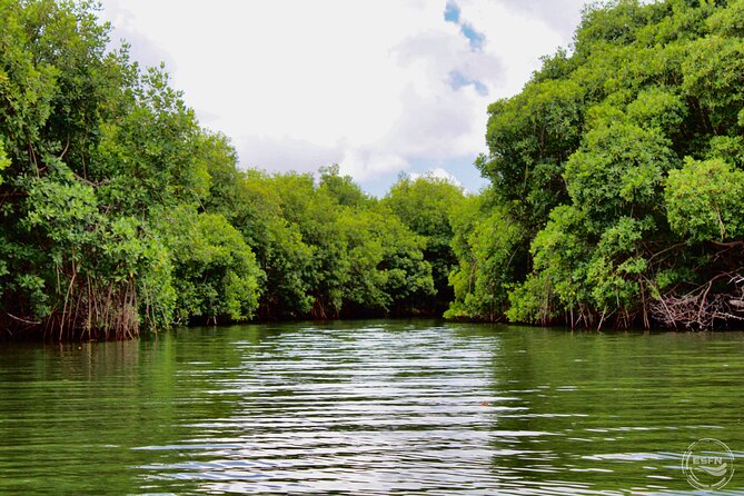 Clear Kayak Tour in Mangrove Antigua - The 1-Hour Paddle Experience: What the Timing Means