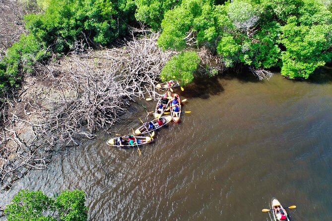 Clear Kayak Tour in Mangrove Antigua - Weather, Small Groups, and the Eco-Tour Reality