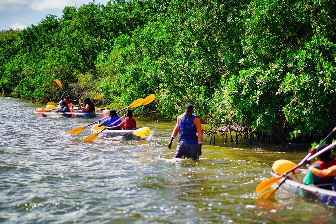 Clear Kayak Tour in Mangrove Antigua - Who Should Book This Clear Kayak Tour
