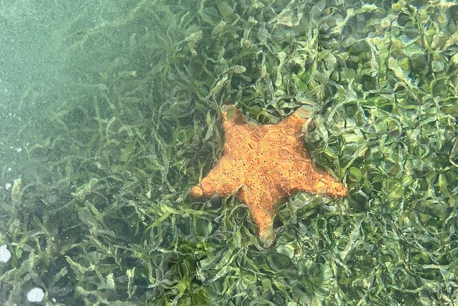 Crystal Kayak & Snorkel Eco Tour (with transfer) - Service That Feels Personal: Guides, Food, and Small Comforts