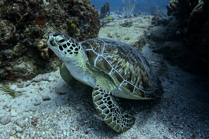 DiveCarib - An Eco-Friendly Certified Diver Trip in Antigua - Key highlights to know before you go