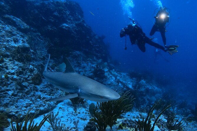 DiveCarib - An Eco-Friendly Certified Diver Trip in Antigua - Antigua’s certified diver experience, minus the chaos