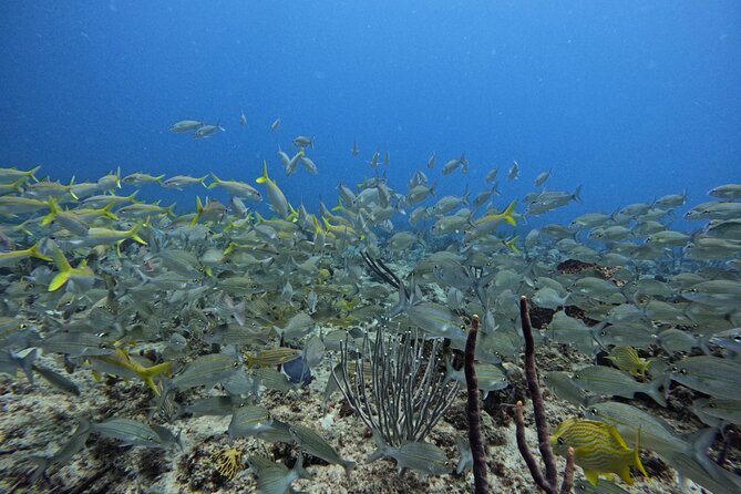 DiveCarib - An Eco-Friendly Certified Diver Trip in Antigua - The boat ride: scenic Antigua views and a real warm-up