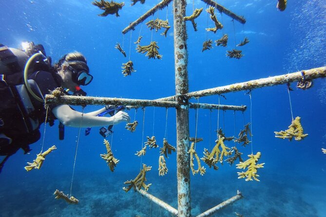 DiveCarib - An Eco-Friendly Certified Diver Trip in Antigua - Kit up, equipment rental notes, and the pre-water safety check