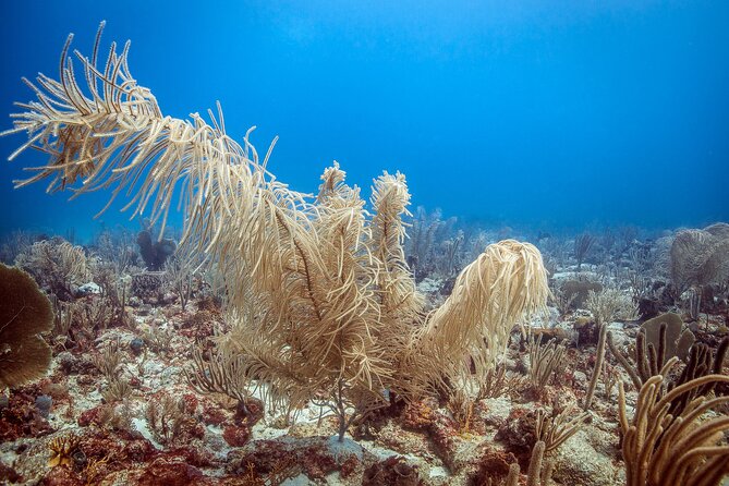 DiveCarib - An Eco-Friendly Certified Diver Trip in Antigua - Tank details and how they manage your one-hour water time