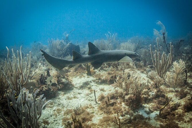 DiveCarib - An Eco-Friendly Certified Diver Trip in Antigua - Underwater guidance by divemaster Lee and local marine spotting