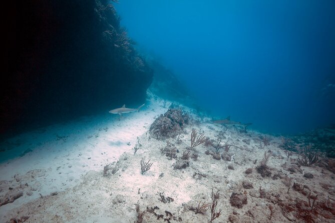 DiveCarib - An Eco-Friendly Certified Diver Trip in Antigua - Wildlife etiquette you will actually follow on-site