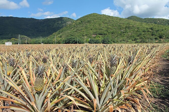 Half-Day Tour: A Taste of Paradise and History of Antigua - Stop Three: Shirley Heights Ruins and the View Over English Harbour