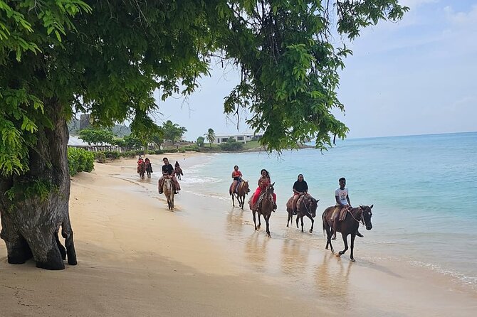 Horseback Riding at Hawksbill Beach in Five islands Antigua - Hawksbill Beach Rules: Why You Might Not Ride the Whole Shore
