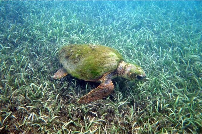 Private Snorkeling and Sightseeing Tour of Antigua - Price and value, including the park admission you should budget