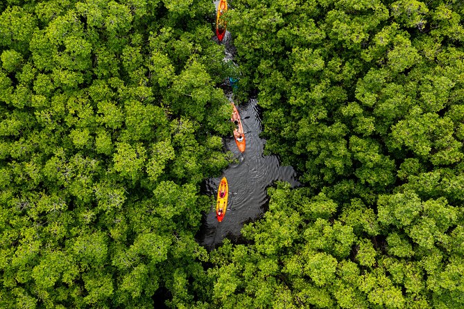 SoCoHo Eco Half Day - Mangrove Kayak & Reef Snorkeling - Key highlights worth knowing