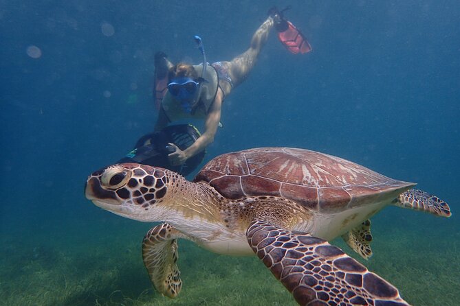 Turtle Beach Power Snorkeling Adventure - Key points before you go