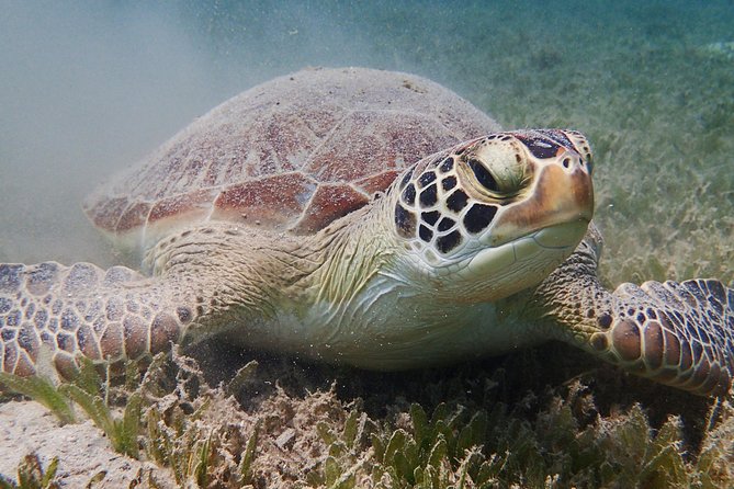 Turtle Beach Power Snorkeling Adventure - The 2-hour rhythm: kit up, scooter practice, then wildlife time