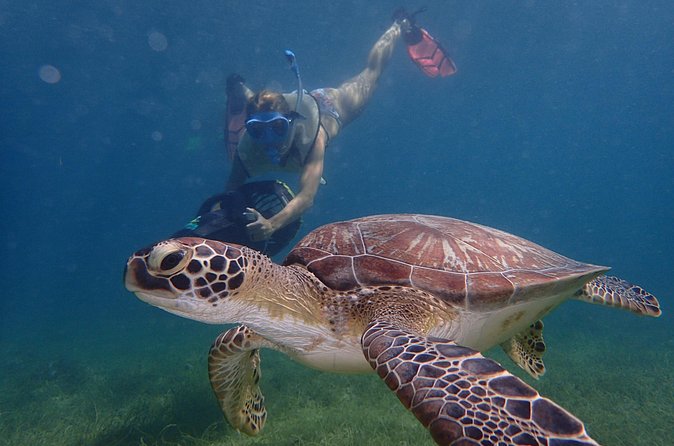 Turtle Beach Power Snorkeling Adventure - Safety rules: who this is for, and who should skip it