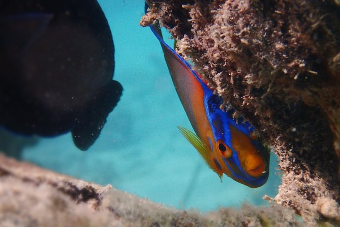 Under the Sea snorkeling(Stingray/Kayak/ Power Snorkel available) - Entering Cades Bay Reef, Where the Sea Shows Off