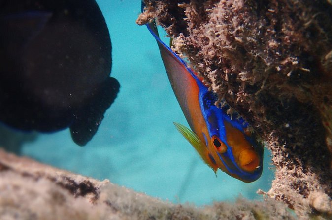 Under the Sea snorkeling(Stingray/Kayak/ Power Snorkel available) - Where Great Bird Island and Green Island Fit In
