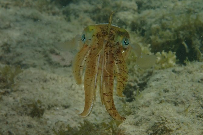 Under the Sea snorkeling(Stingray/Kayak/ Power Snorkel available) - Transportation, Drinks, and the Little Details That Matter