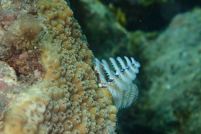 Under the Sea snorkeling(Stingray/Kayak/ Power Snorkel available) - Arrival Reality Check: How to Avoid Getting Frustrated